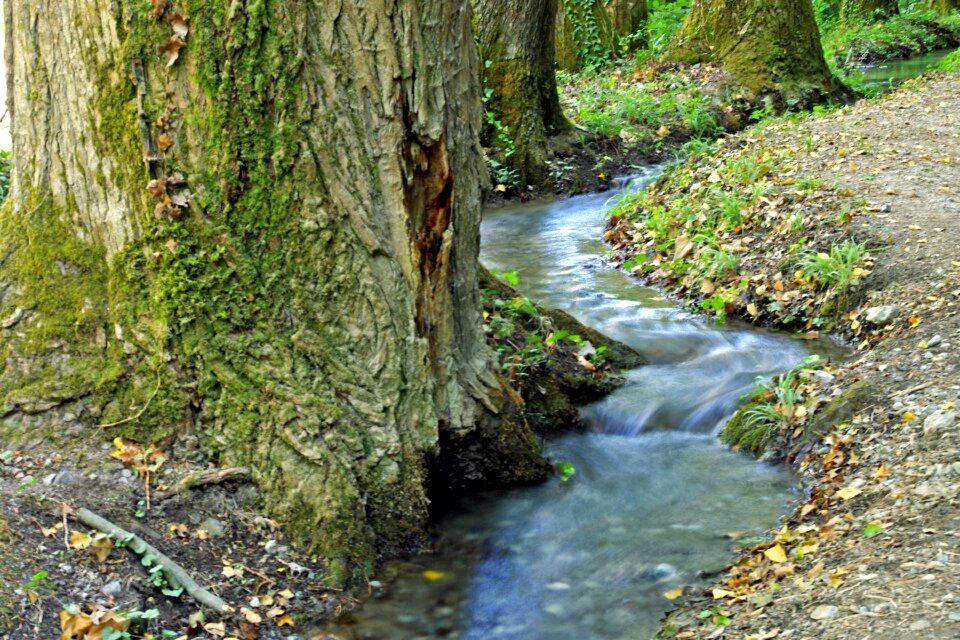 Orsomarso calabria trees