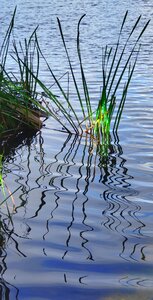 Grass reflection spain