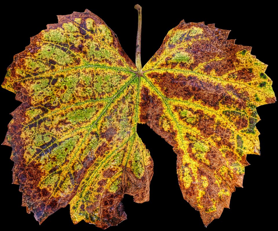 Fall color leaf coloring sunlight