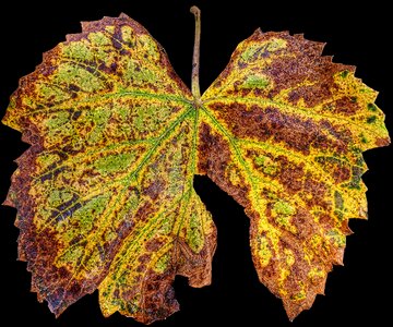 Fall color leaf coloring sunlight photo