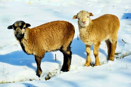 Animals snow kitz