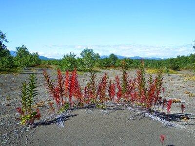 Autumn grass plants