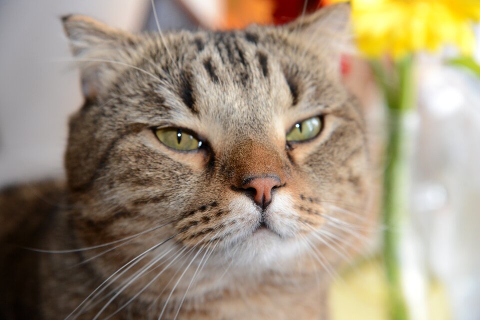 Cat animals portrait