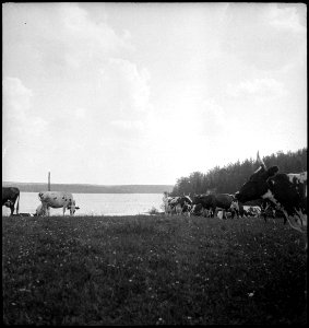 CH-NB - Finnland- Landschaft - Annemarie Schwarzenbach - SLA-Schwarzenbach-A-5-17-067