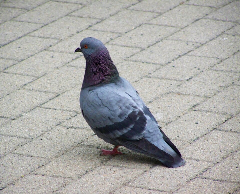 Pigeon bird animal