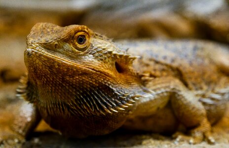 Reptile amphibian dragon
