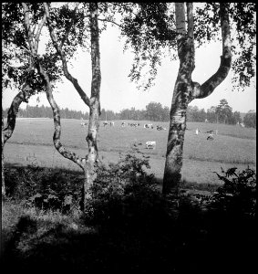 CH-NB - Finnland- Landschaft - Annemarie Schwarzenbach - SLA-Schwarzenbach-A-5-17-078