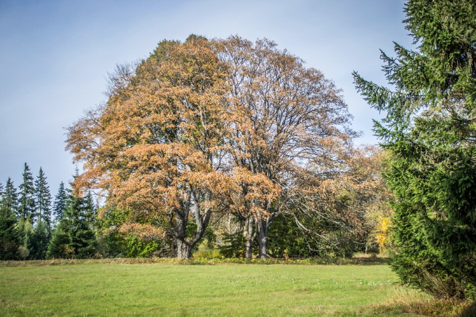 Nature landscape the crown of the tree