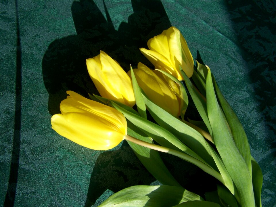 Tulip bouquet yellow flowers cut flower