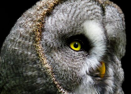 Bird owl feather