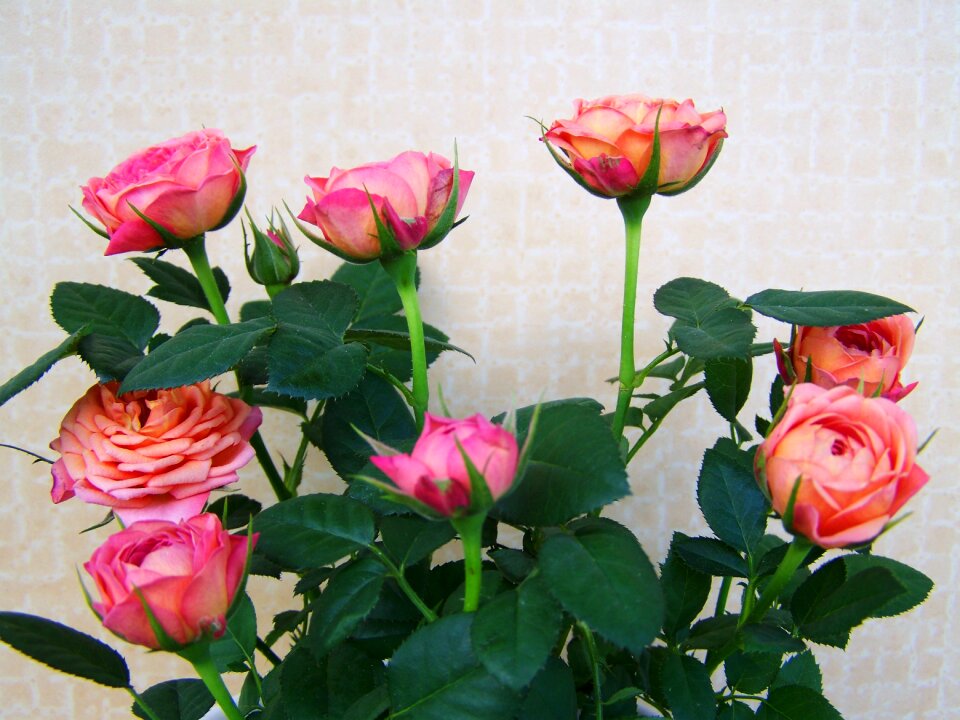 Rose bouquet pink flowers cut flowers