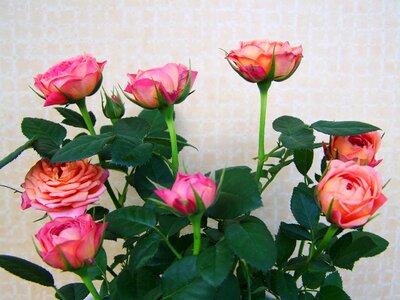 Rose bouquet pink flowers cut flowers photo