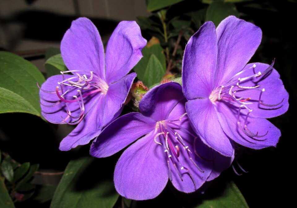 Shrub garden nature