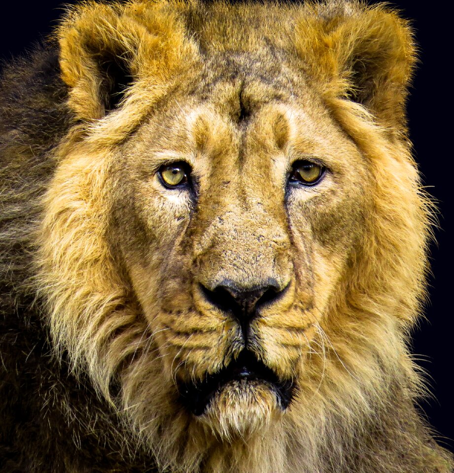 Carnivores animal portrait animal world