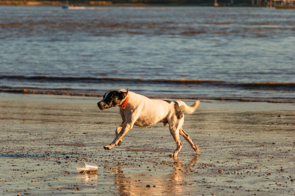 Water animal sand photo