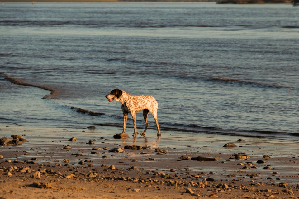 Water animal sand photo