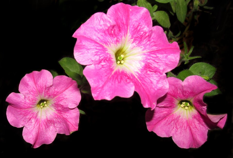 Nature plant garden