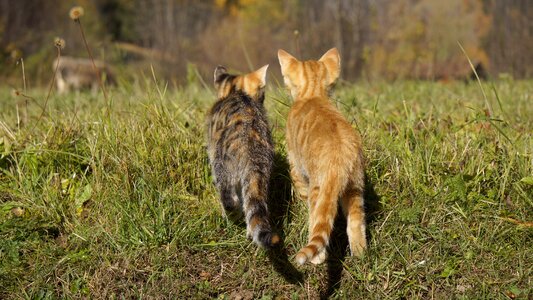 Young cat domestic cat cute photo