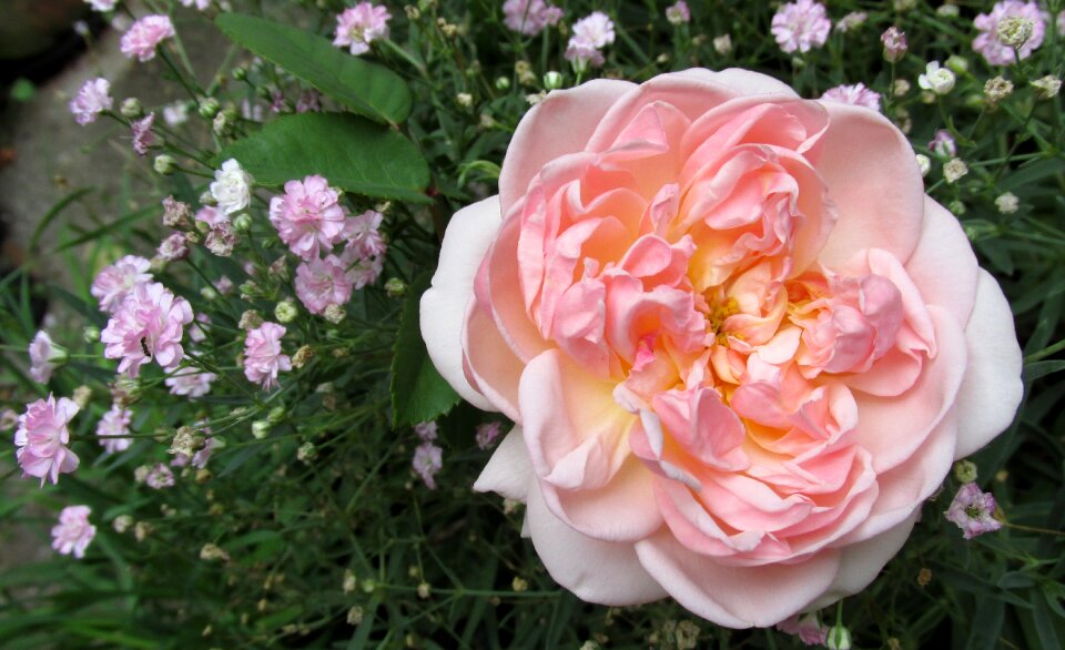 Nature rose bloom