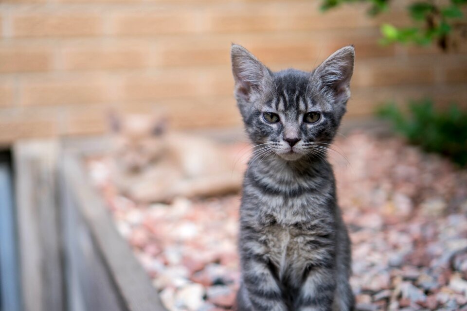 Pet animal outside