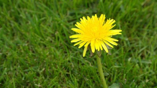 Dandelion greenery plant