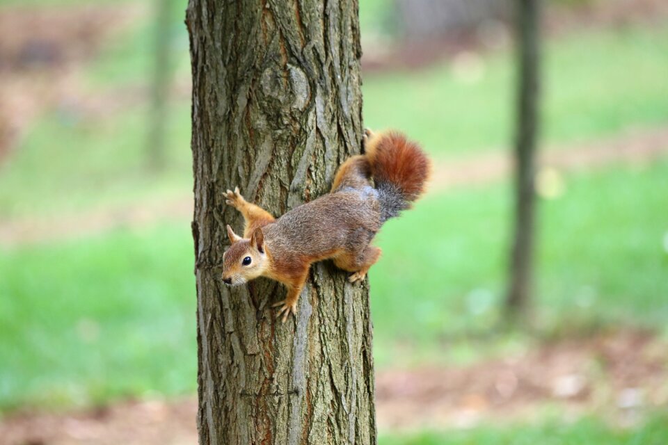 Tree outdoor squirrel photo