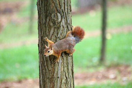 Tree outdoor squirrel photo