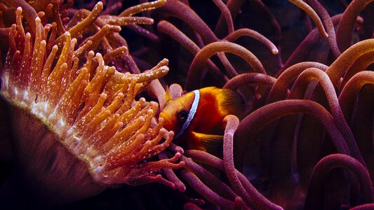 Sea anemones anemones underwater world photo
