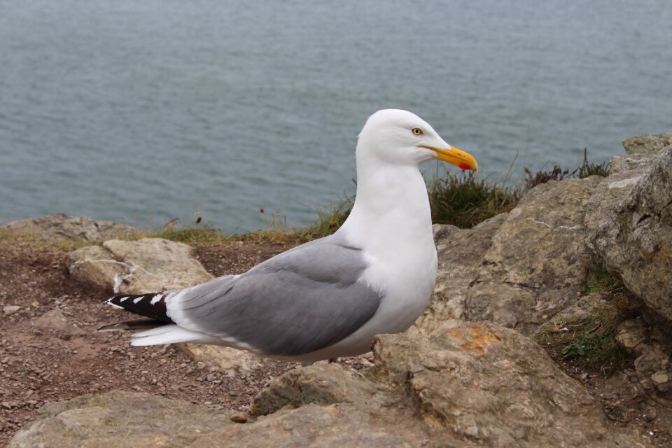 Seagull bird ireland