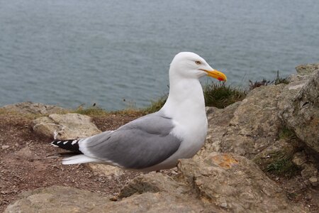 Seagull bird ireland