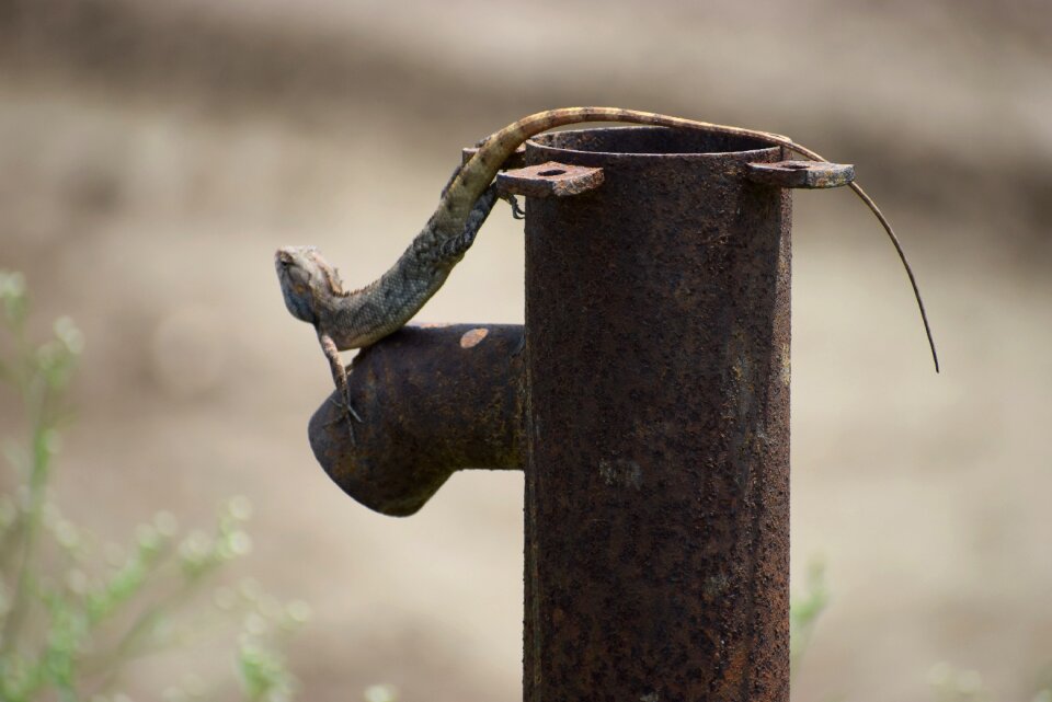 Wood animal lizard