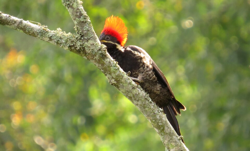 Animalia pen armenia