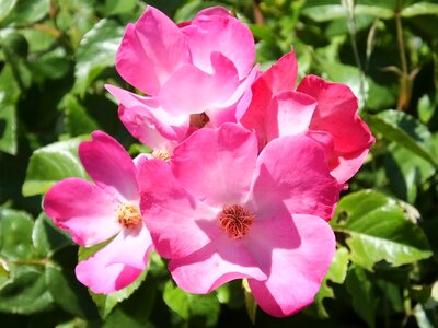 Plant nature garden
