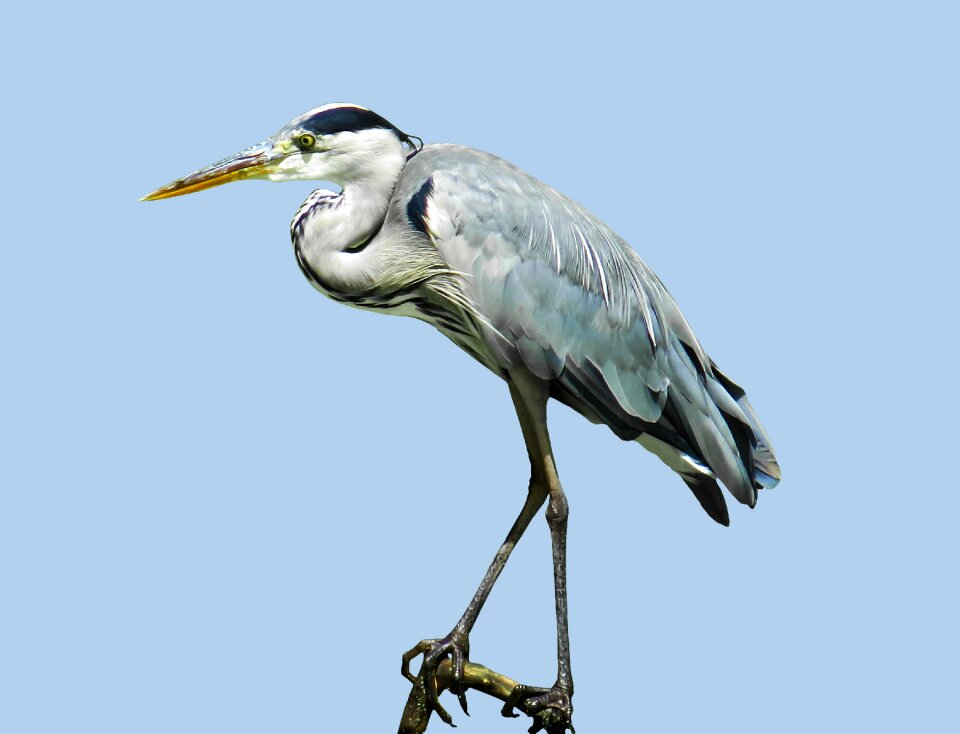 Water bird hunt lurking