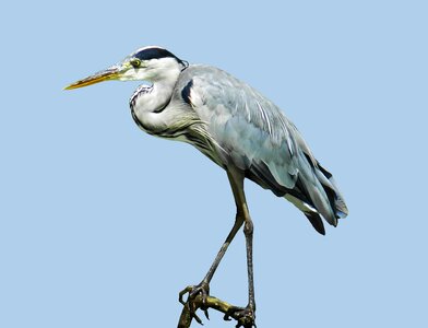 Water bird hunt lurking