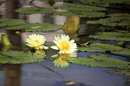 Nymphaea alba aquatic plants summer