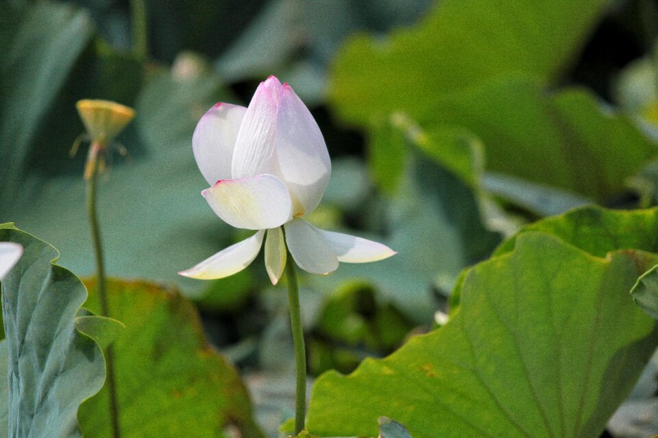 Lotus aquatic plants summer