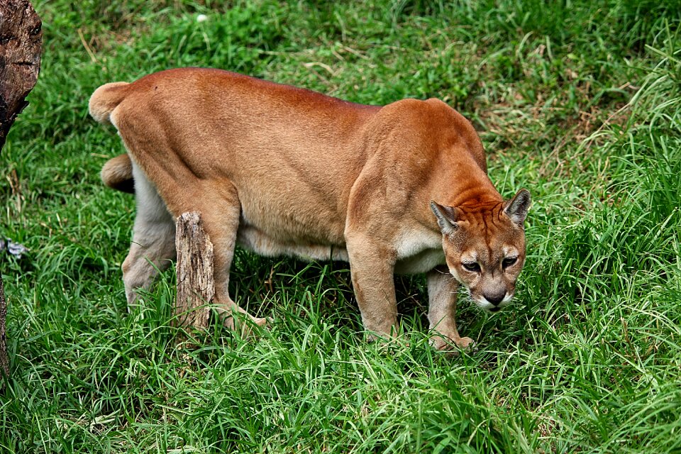 Mammal fauna wild