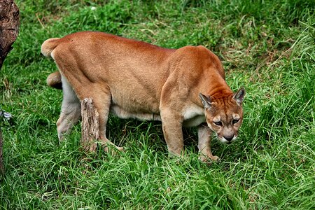 Mammal fauna wild