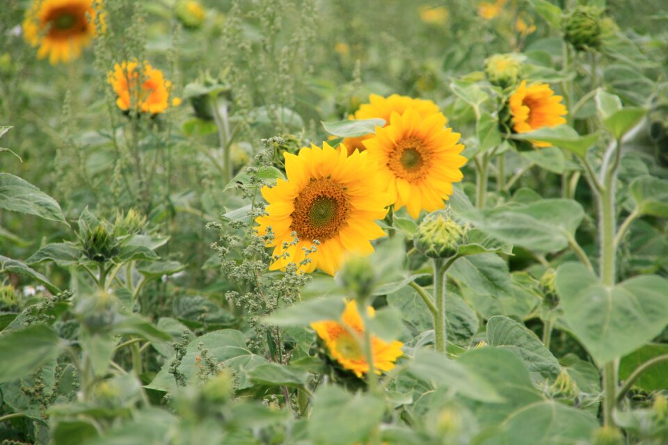 Field summer sunflower