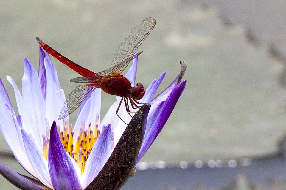 Summer dragonfly quentin chong