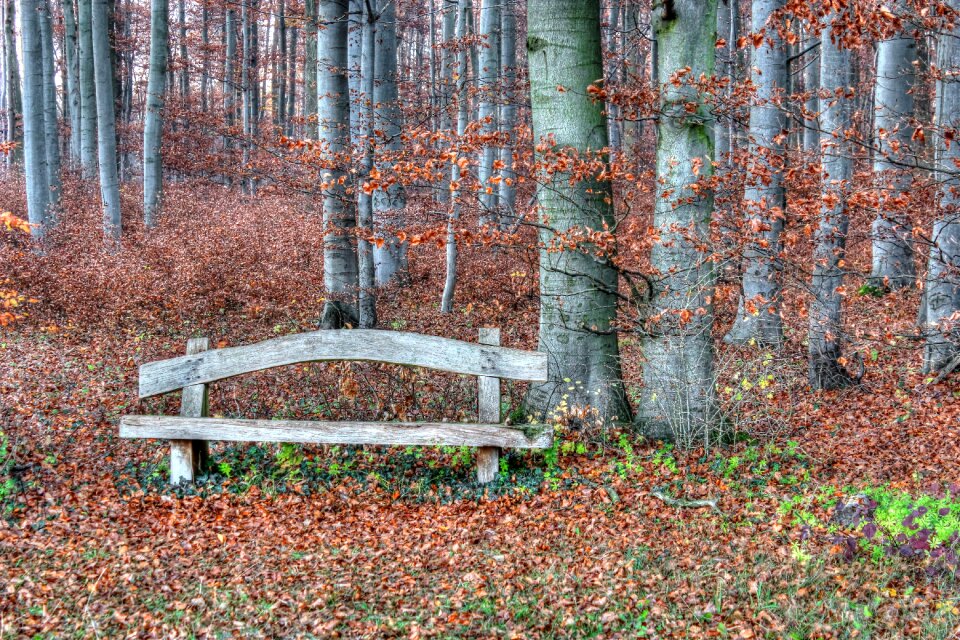 Forest rest nature