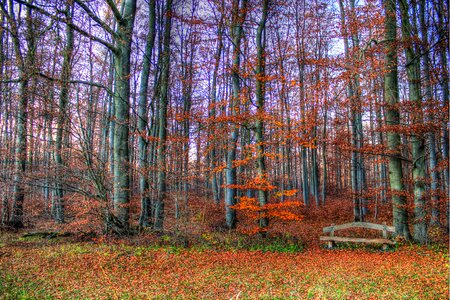 Forest rest nature photo