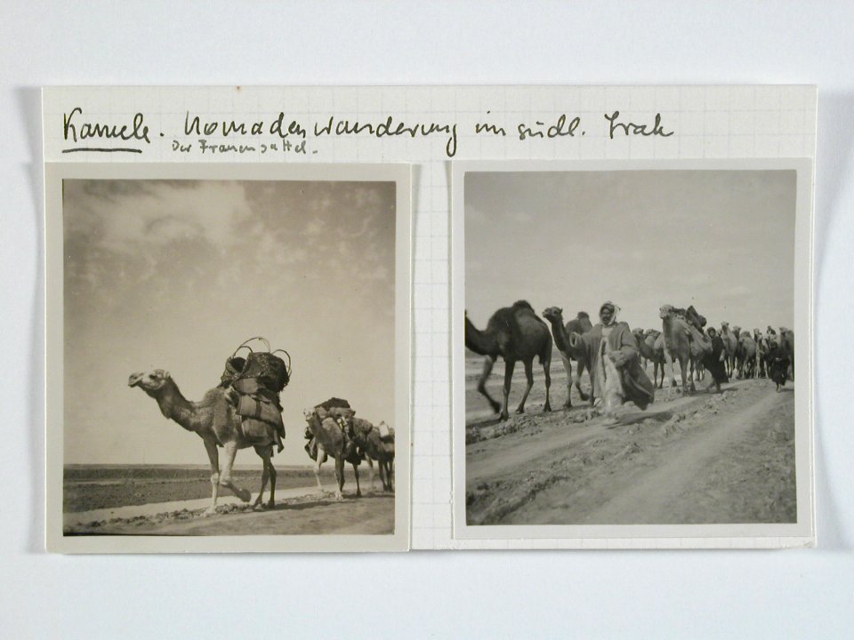 CH-NB - Irak, südliches Irak- Kamele Nomadenwanderung - Annemarie Schwarzenbach - SLA-Schwarzenbach-A-5-03-186