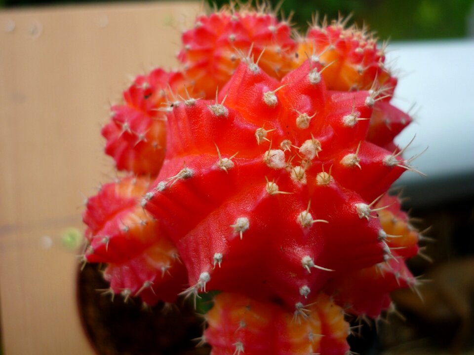 On documents-cactus decorative