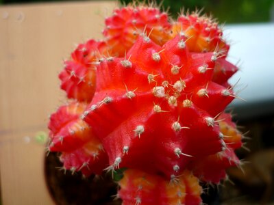 On documents-cactus decorative