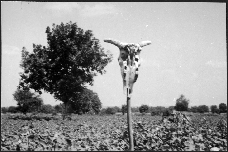CH-NB - Iran, Mazanderan (Mazandaran)- Tabaktrocknerei - Annemarie Schwarzenbach - SLA-Schwarzenbach-A-5-19-061