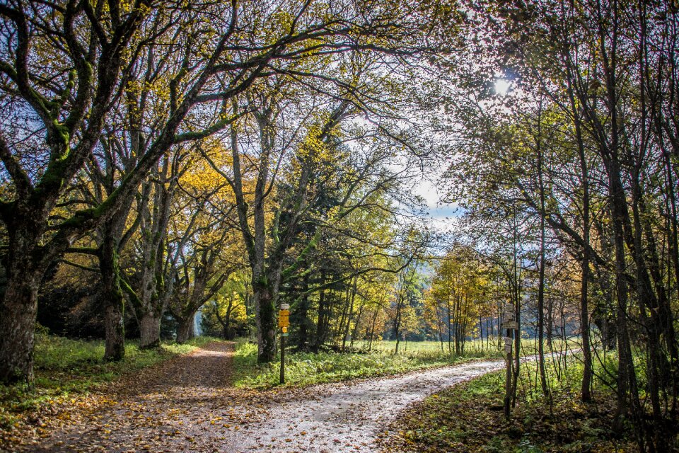Landscape path trees