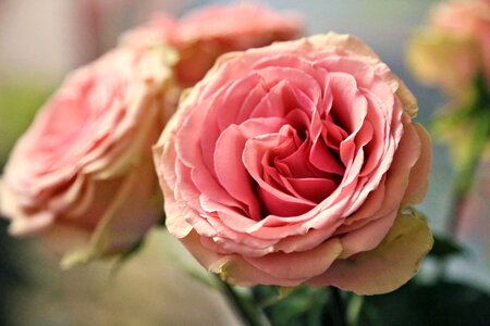 Flower pink pink rose