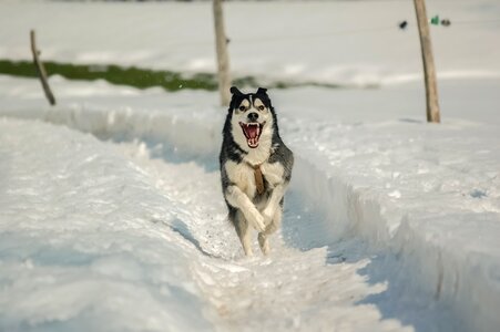 Sled winter doggie photo